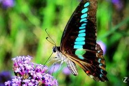 国产采精小蝴蝶,探寻自然之美与科技创新的完美融合